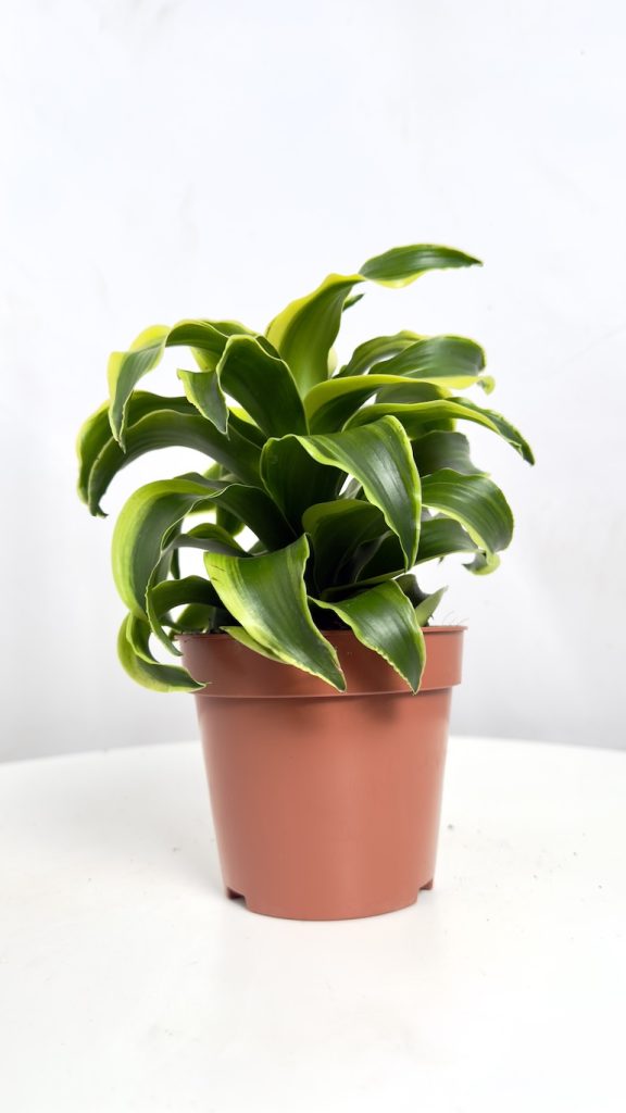 dracaena tornado