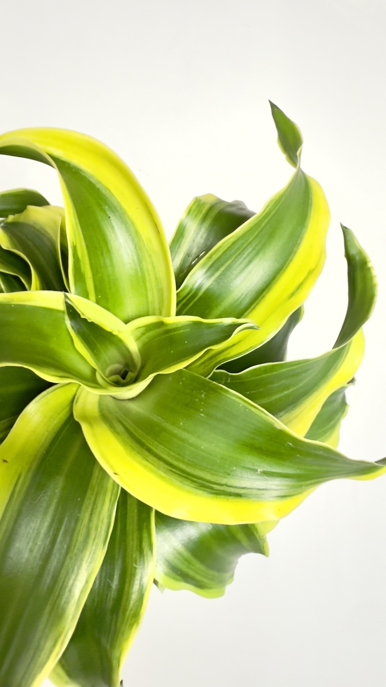 Dracaena fragrans Tornado