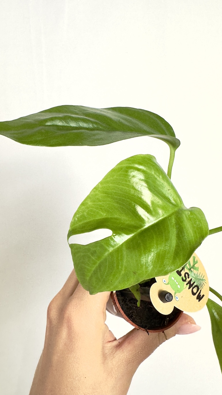 Monstera Minima