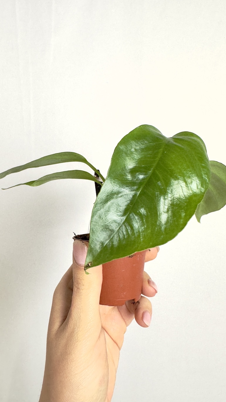 Monstera Minima