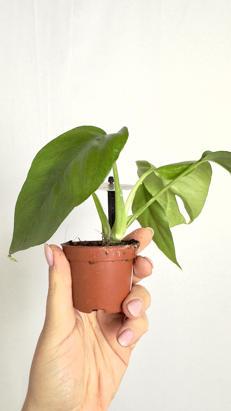 Monstera Minima