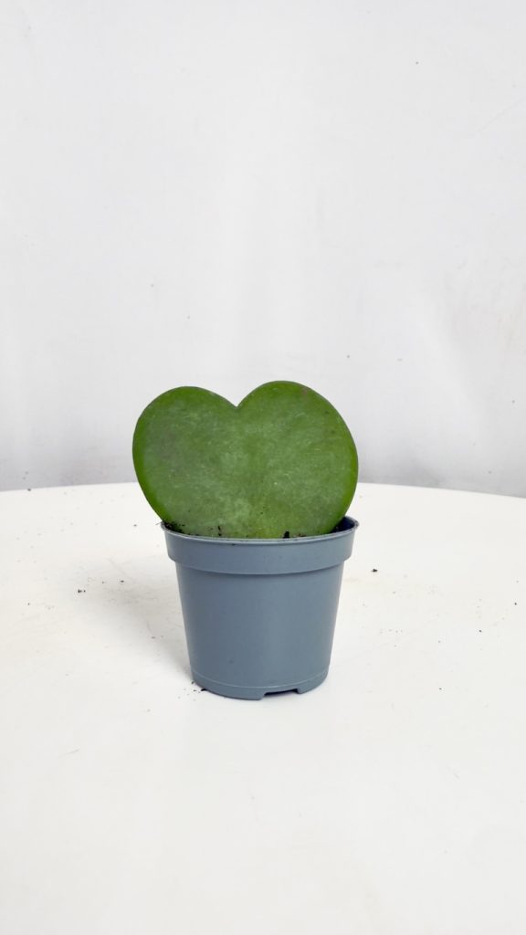 Hoya Kerrii