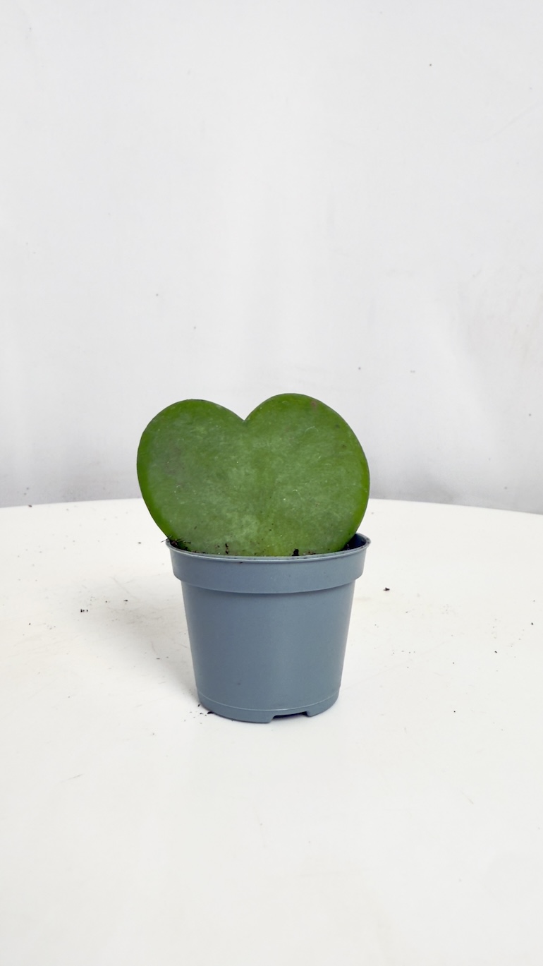 Hoya Kerri