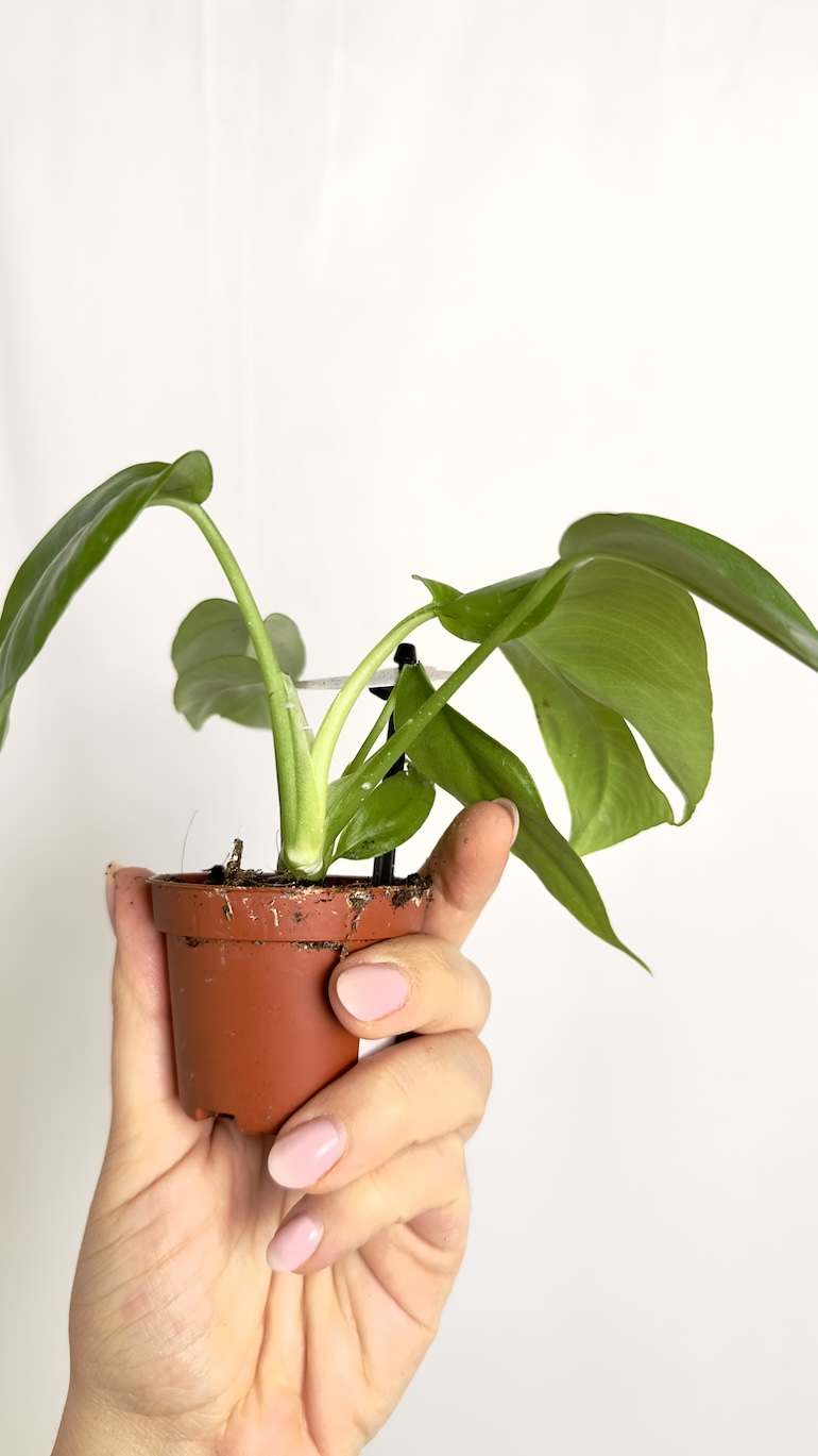 Monstera Minima
