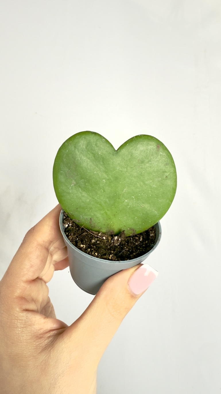 Hoya Kerri
