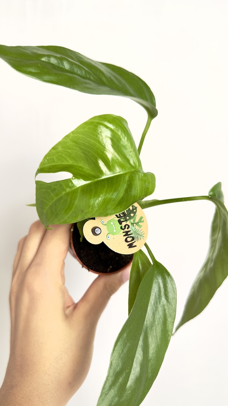 Monstera Minima