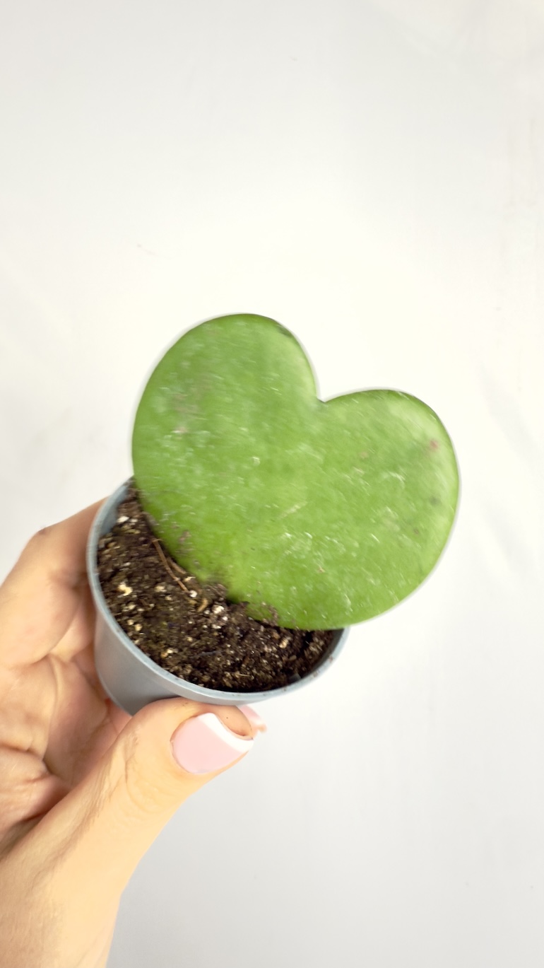 Hoya Kerri