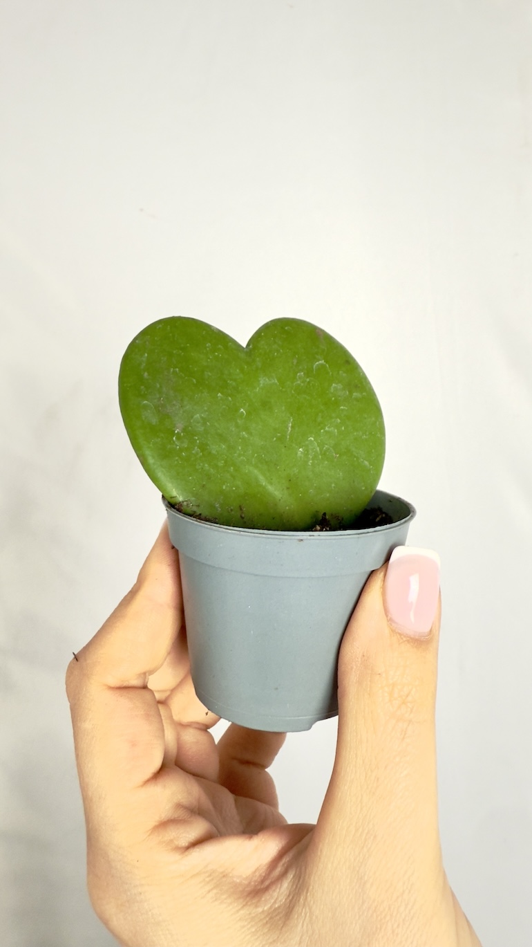 Hoya Kerri