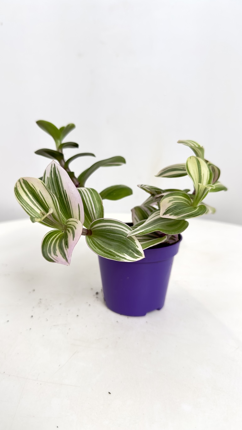 Tradescantia albiflora Nanouk
