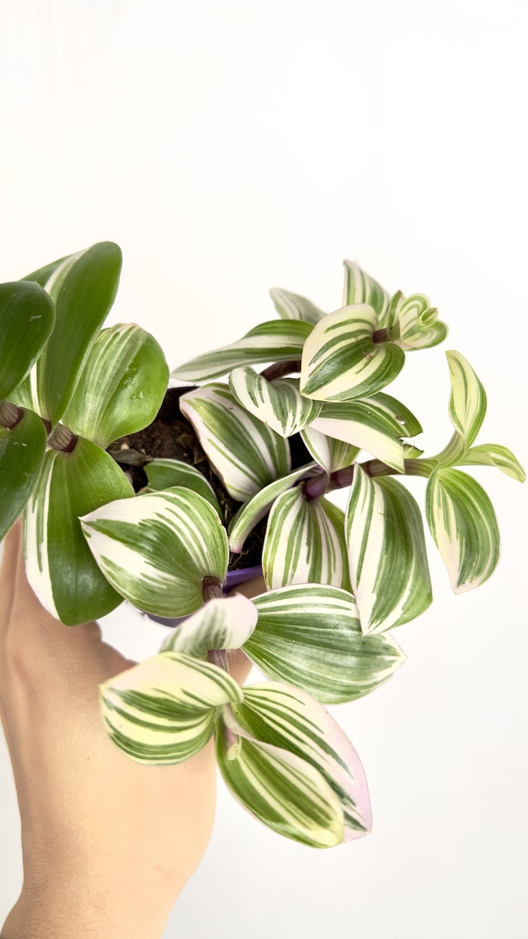 Tradescantia albiflora Nanouk