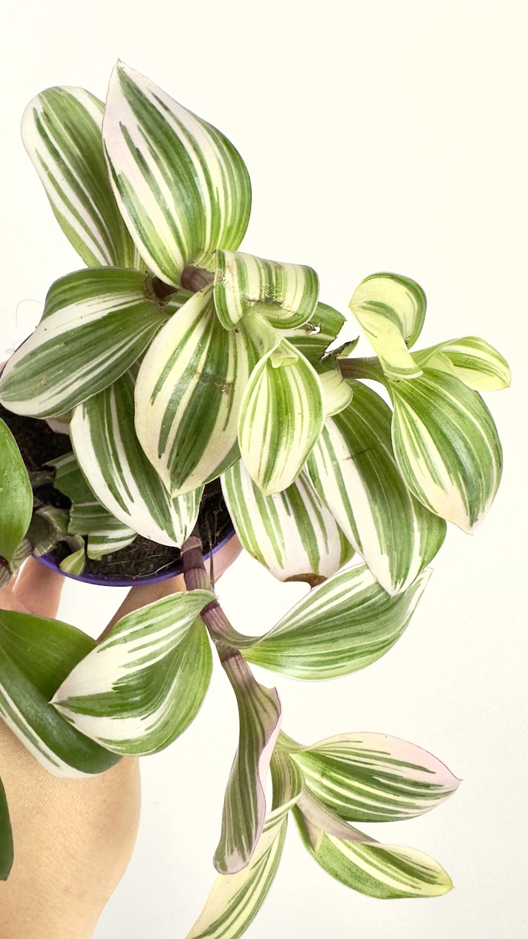 Tradescantia albiflora Nanouk