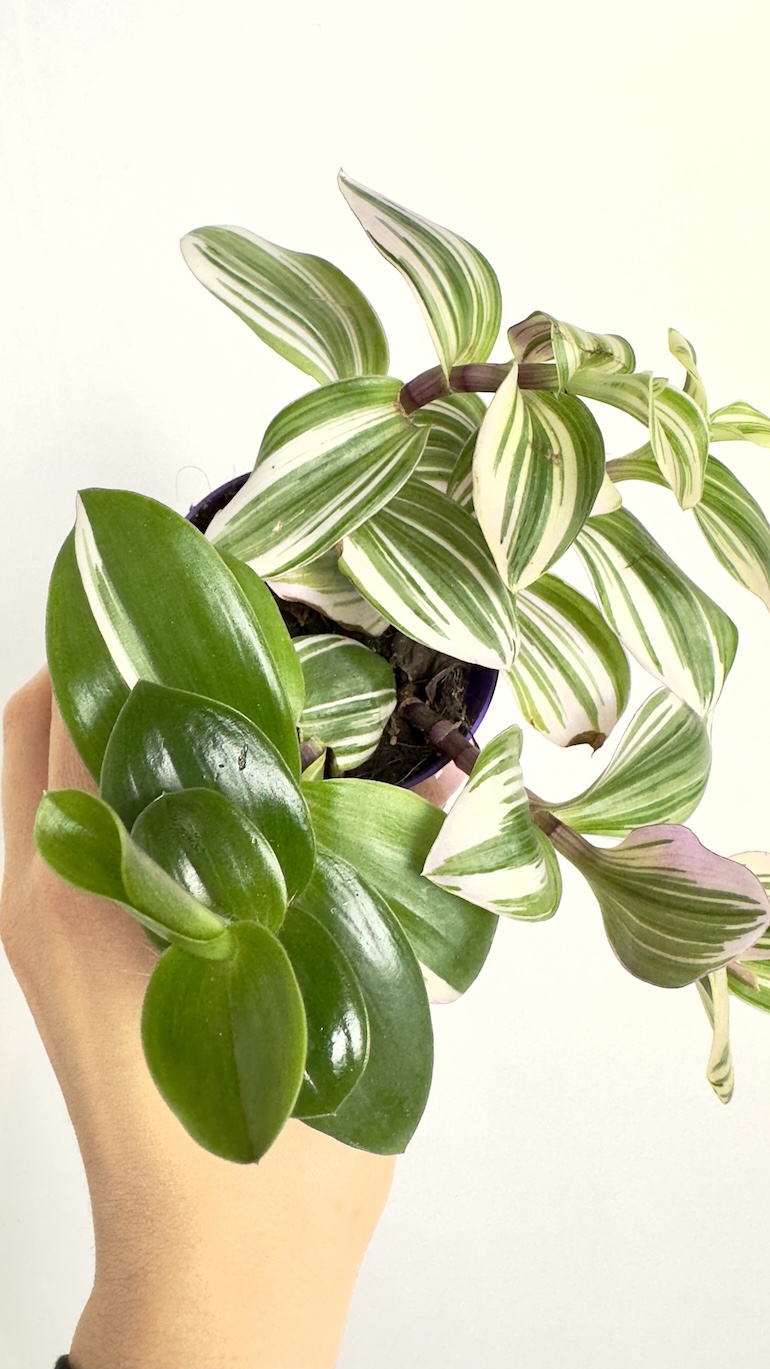 Tradescantia albiflora Nanouk