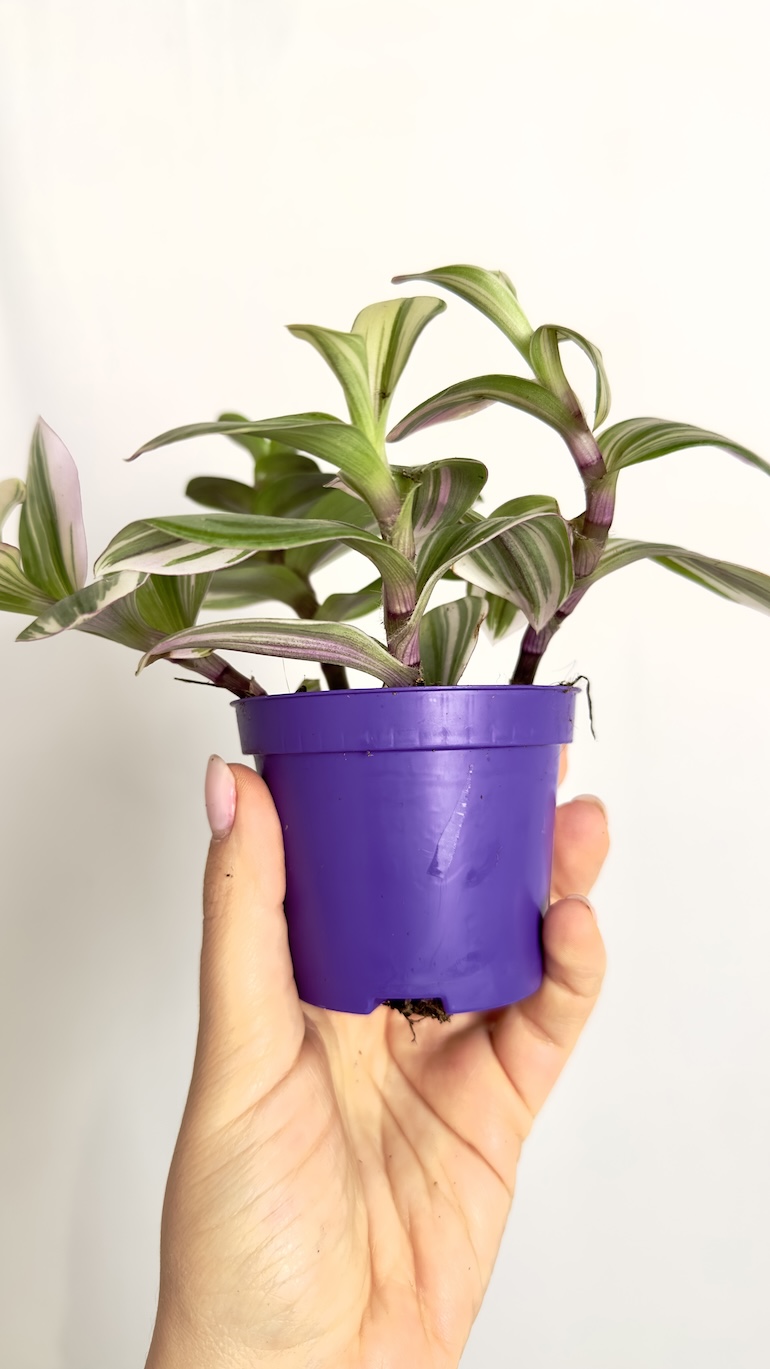 Tradescantia albiflora Nanouk
