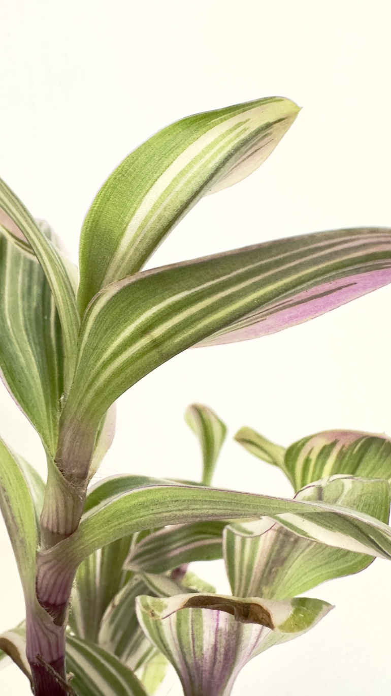 Tradescantia albiflora Nanouk