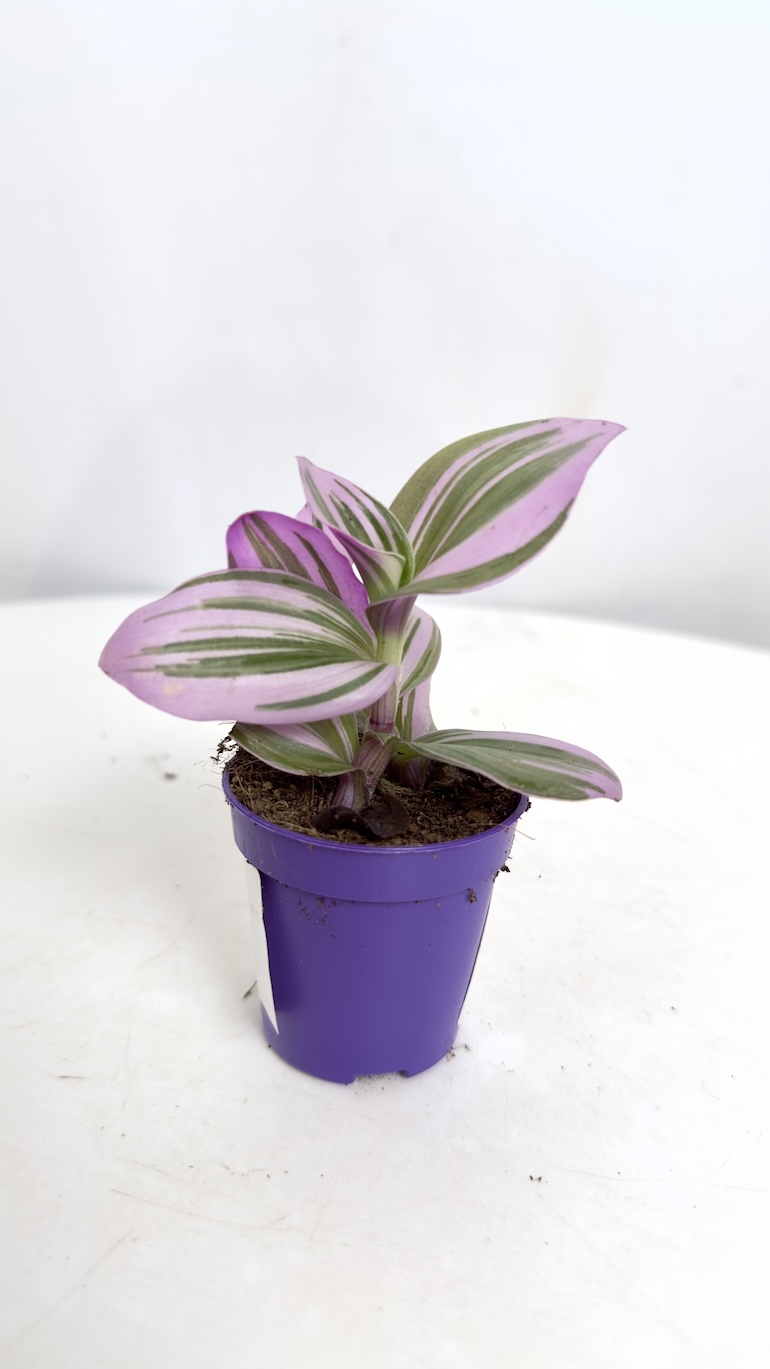 Tradescantia Nanouk