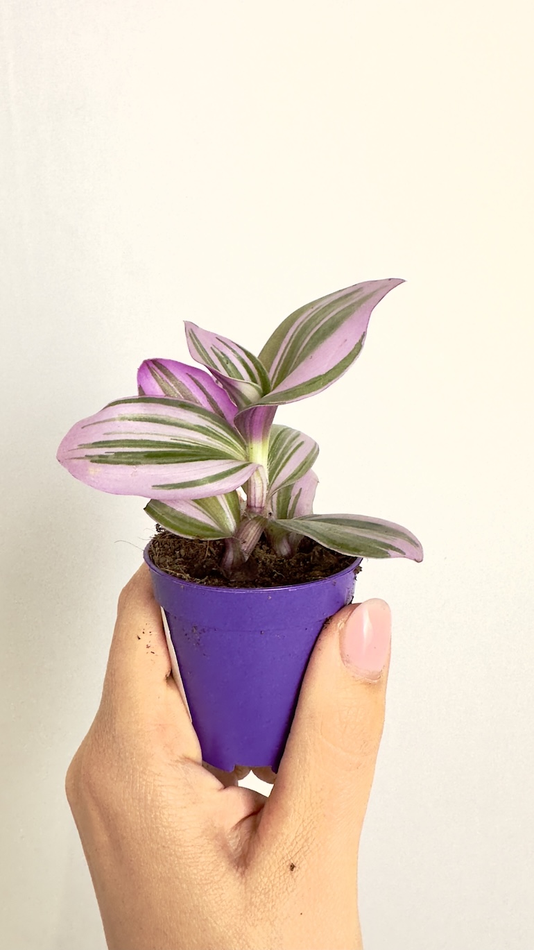 Tradescantia Nanouk