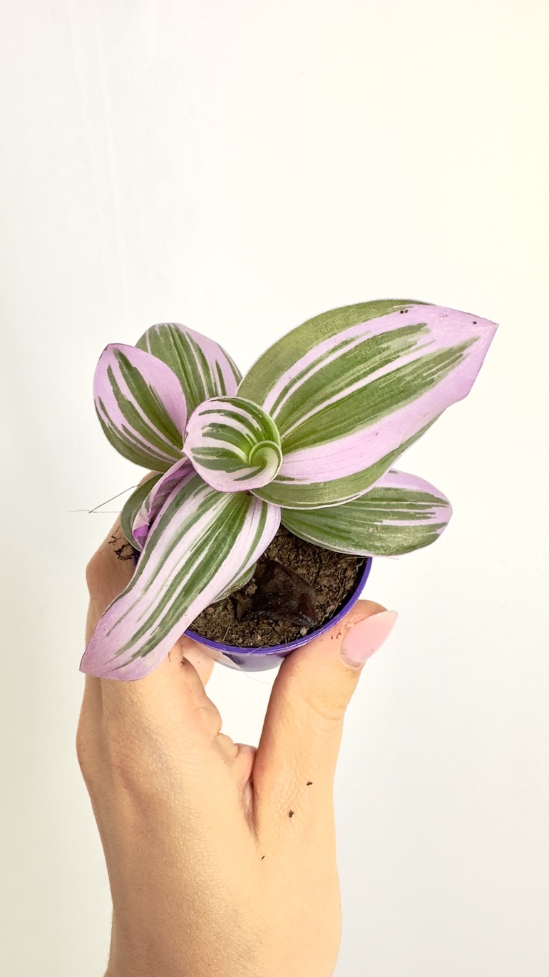 Tradescantia Nanouk