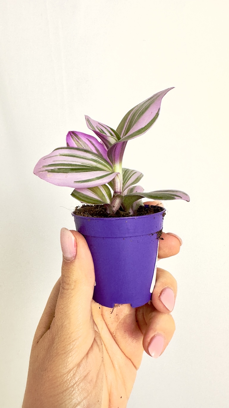 Tradescantia Nanouk