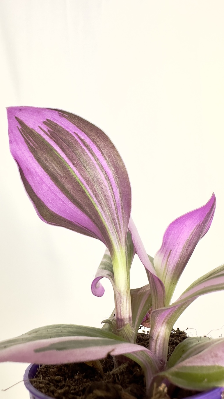 Tradescantia Nanouk