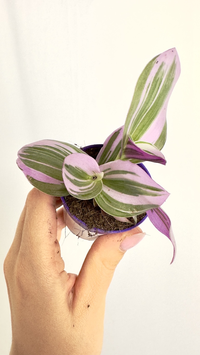 Tradescantia Nanouk