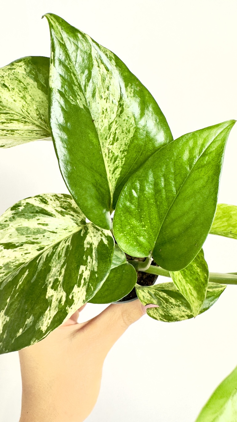 Epipremnum Marble Queen
