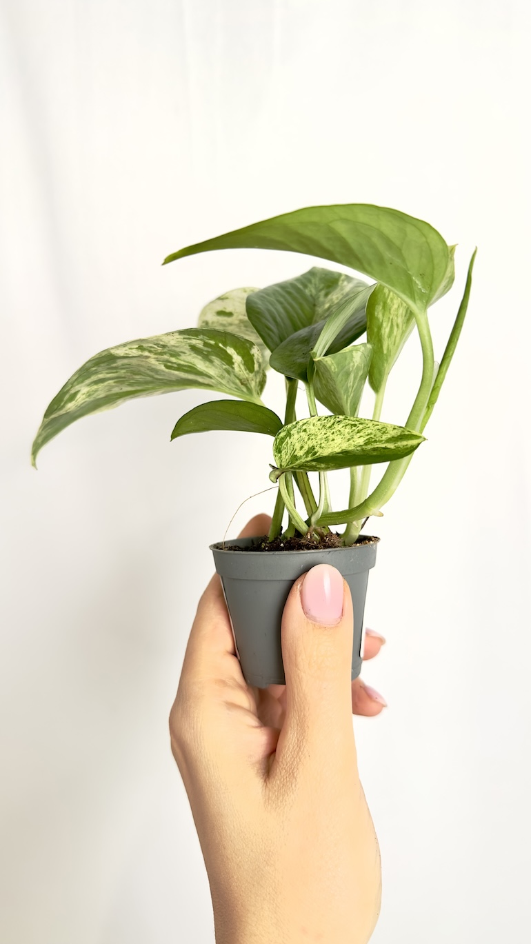 Epipremnum Marble Queen