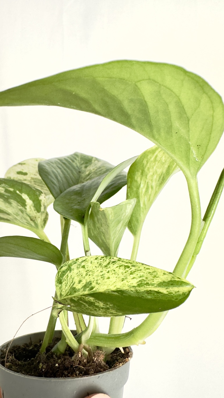 Epipremnum Marble Queen
