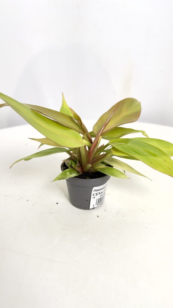 Philodendron Prince of Orange