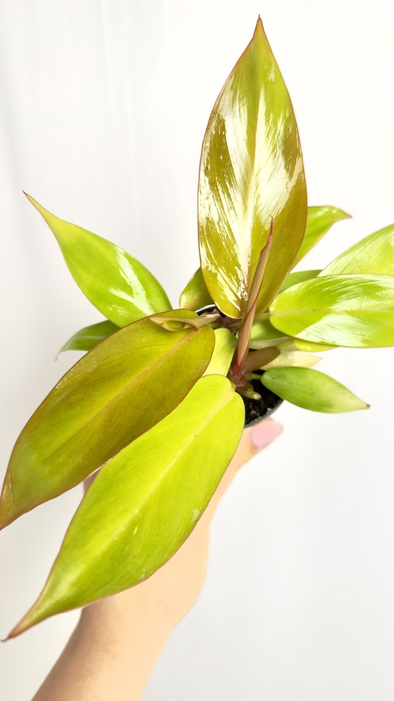 Philodendron Prince of Orange