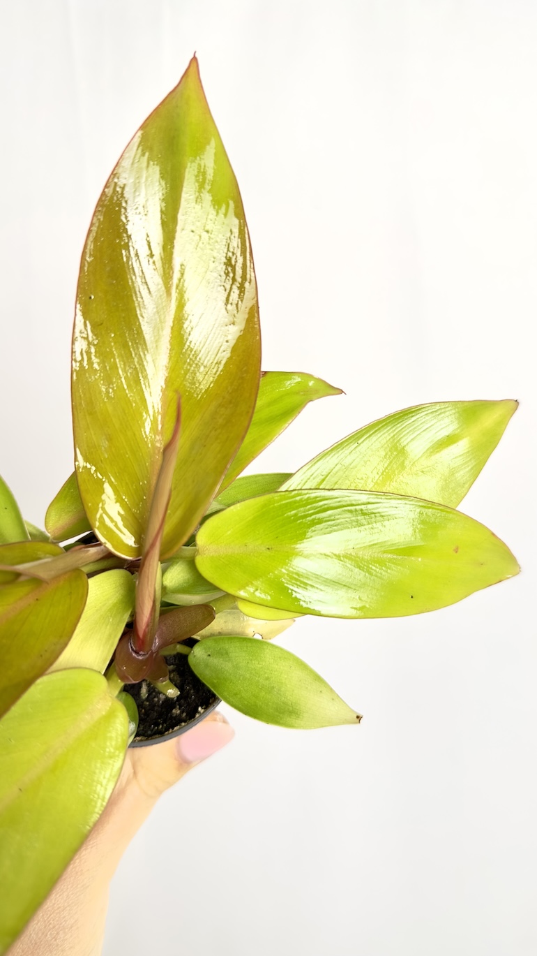 Philodendron Prince of Orange