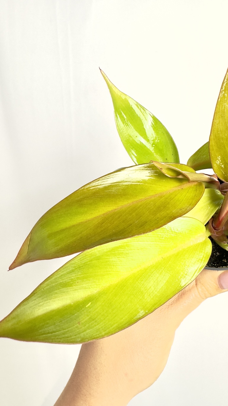 Philodendron Prince of Orange