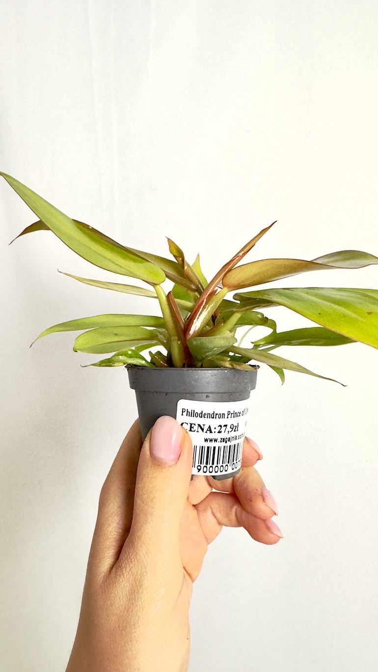 Philodendron Prince of Orange