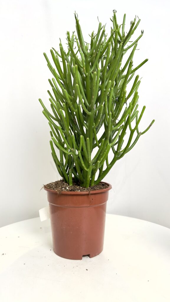 Euphorbia Tirucalli
