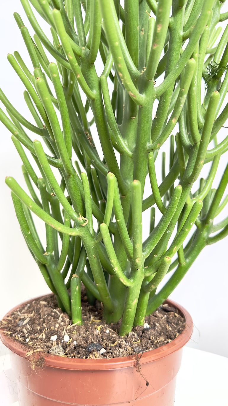 Euphorbia Tirucalli