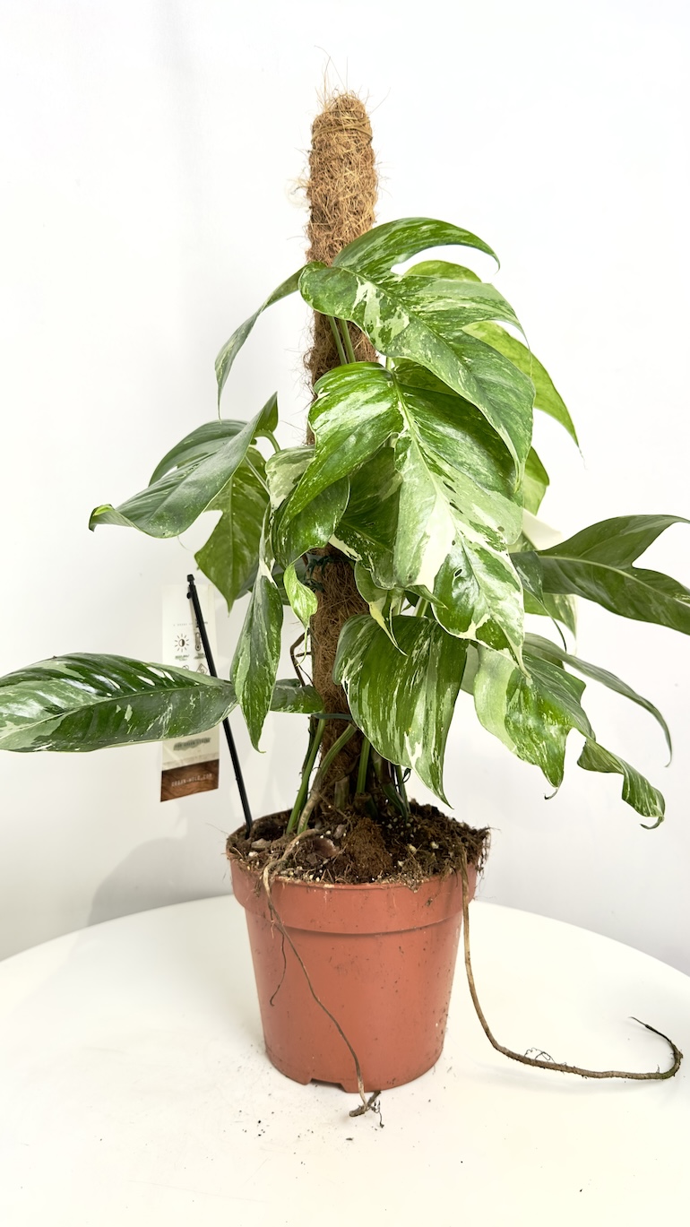 Epipremnum Albo Variegata