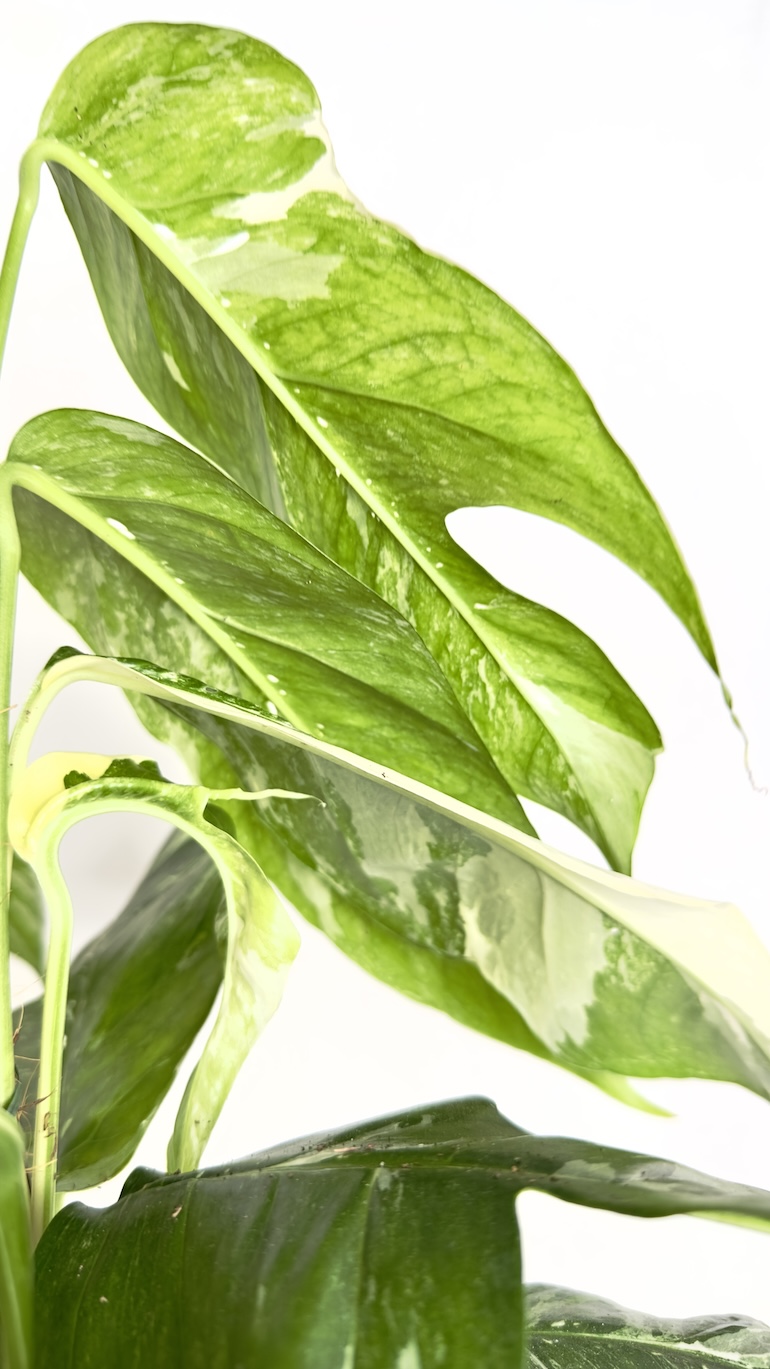 Epipremnum Albo Variegata