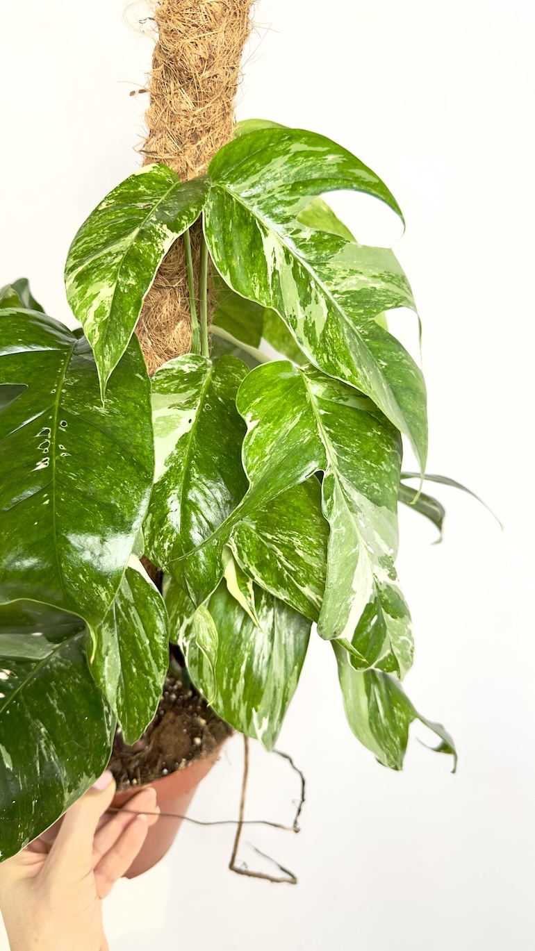 Epipremnum Albo Variegata