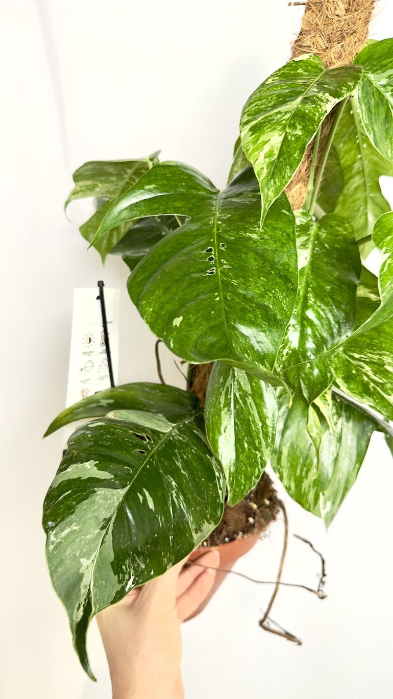 Epipremnum Albo Variegata