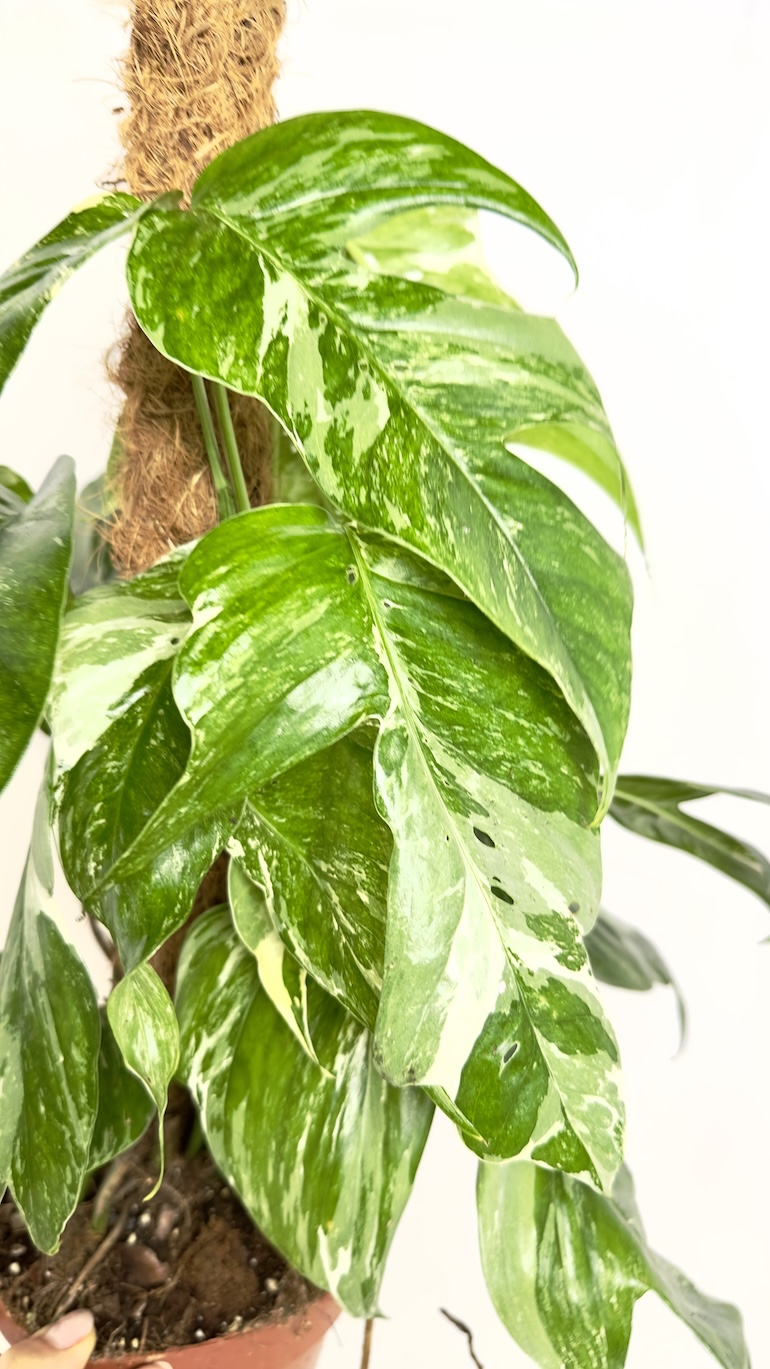 Epipremnum Albo Variegata