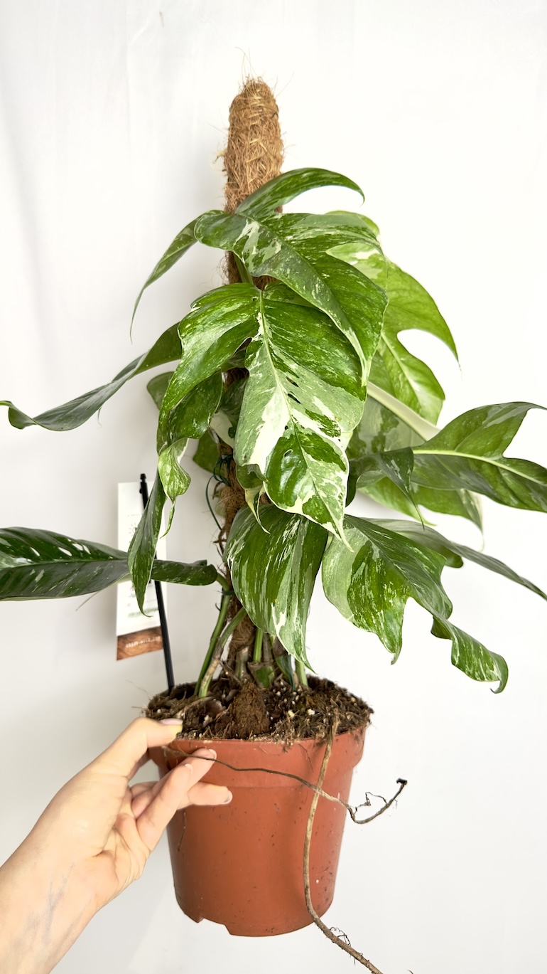 Epipremnum Albo Variegata