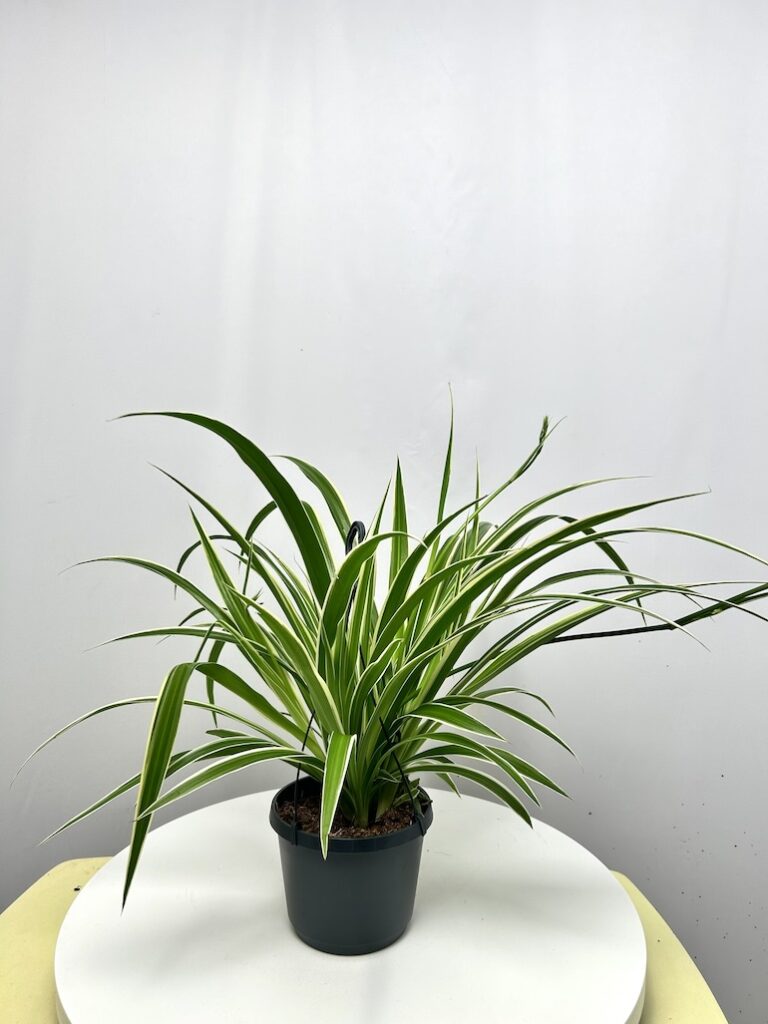 Chlorophytum Variegata