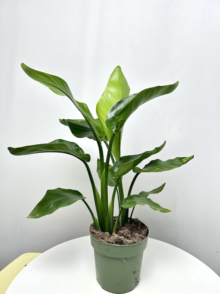 Strelitzia Nicolai