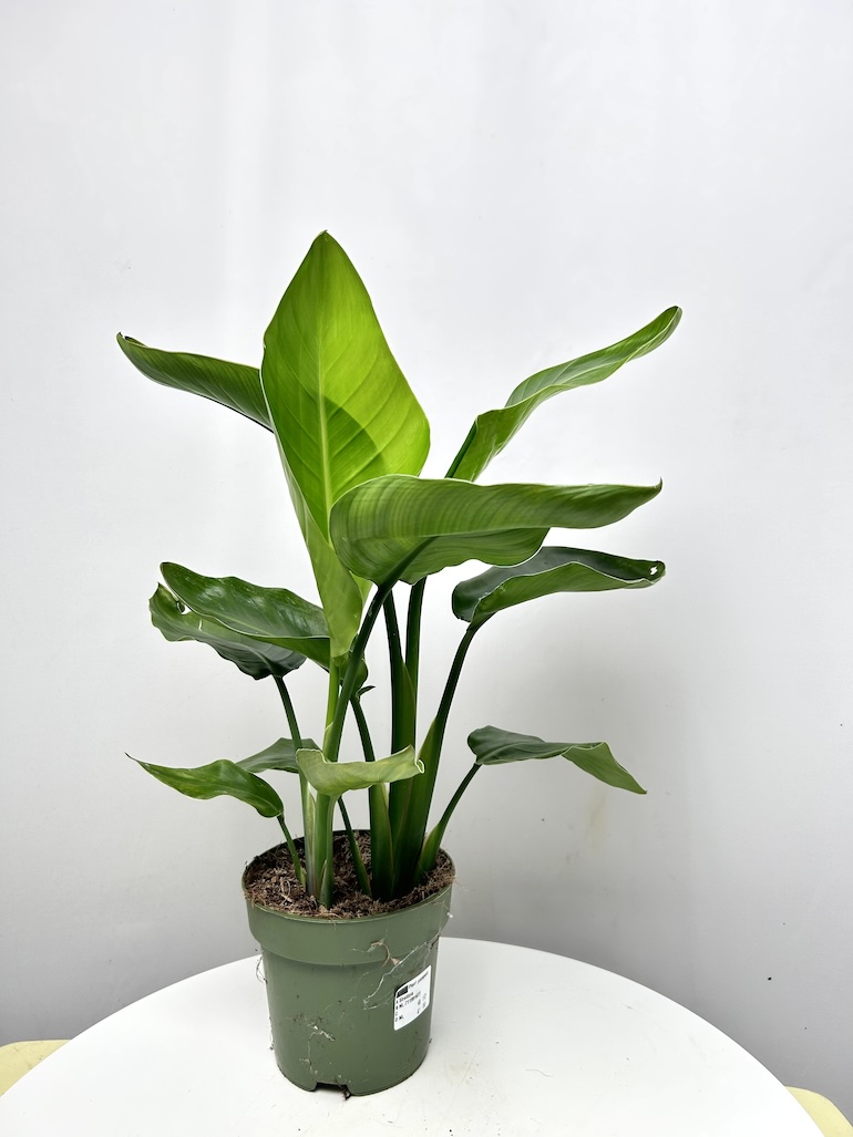 Strelitzia Nicolai