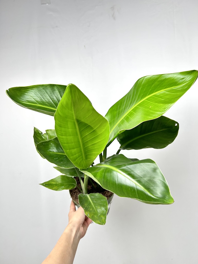 Strelitzia Nicolai
