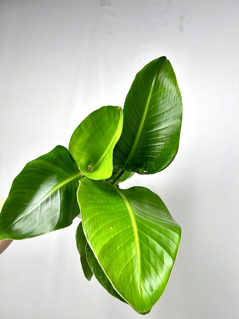 Strelitzia Nicolai