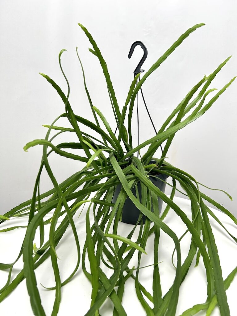 Lepismium bolivianum