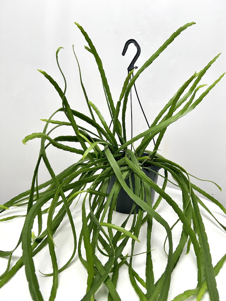 Lepismium bolivianum