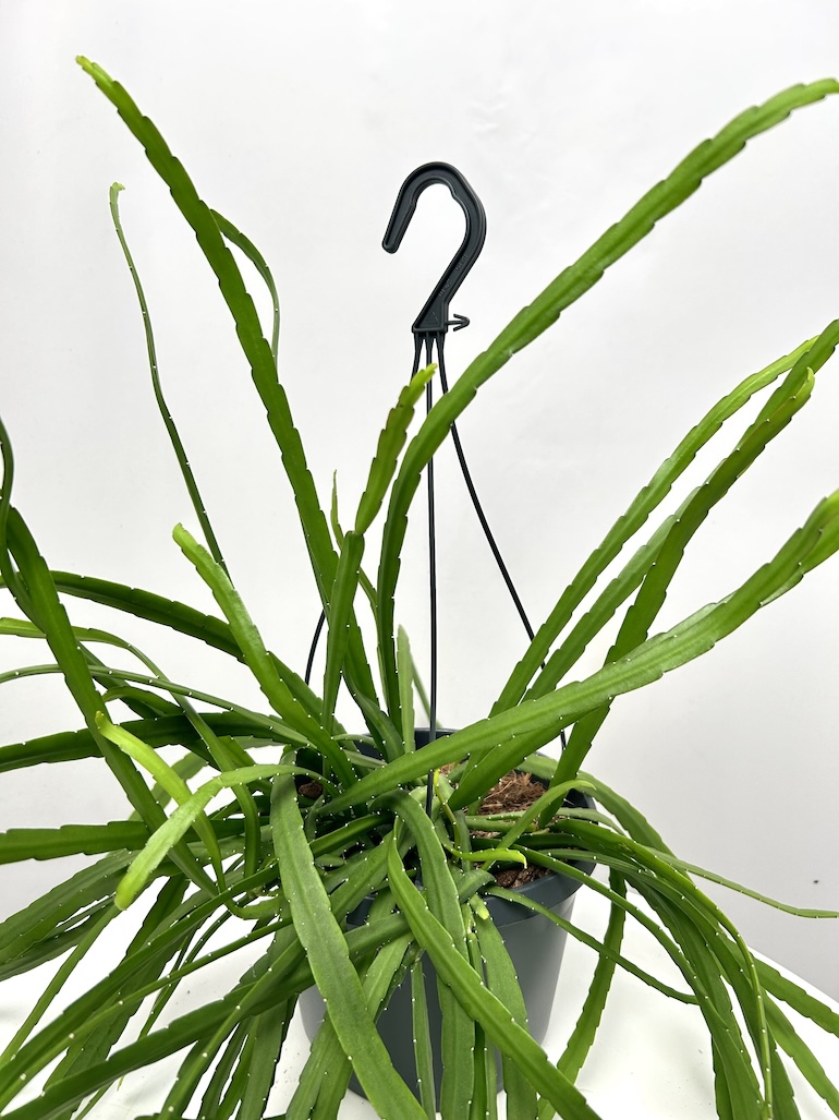 Lepismium bolivianum