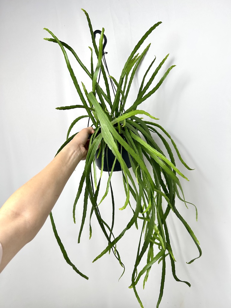 Lepismium bolivianum