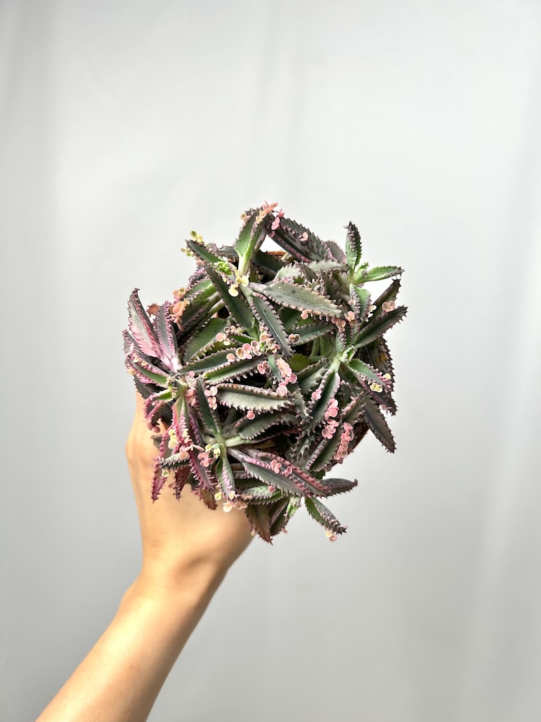 Kalanchoe Pink Butterfly
